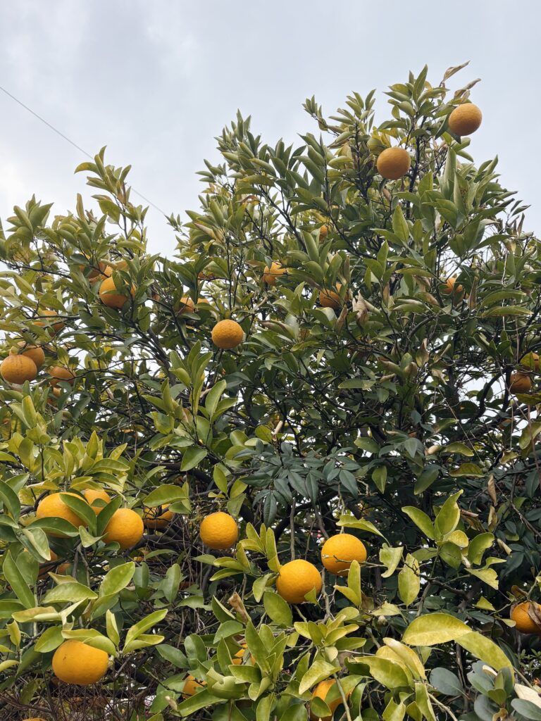 地域清掃【ハマロード・サポーター】