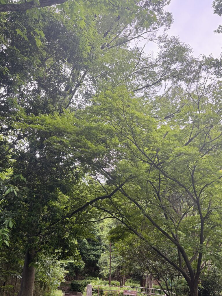 地域清掃