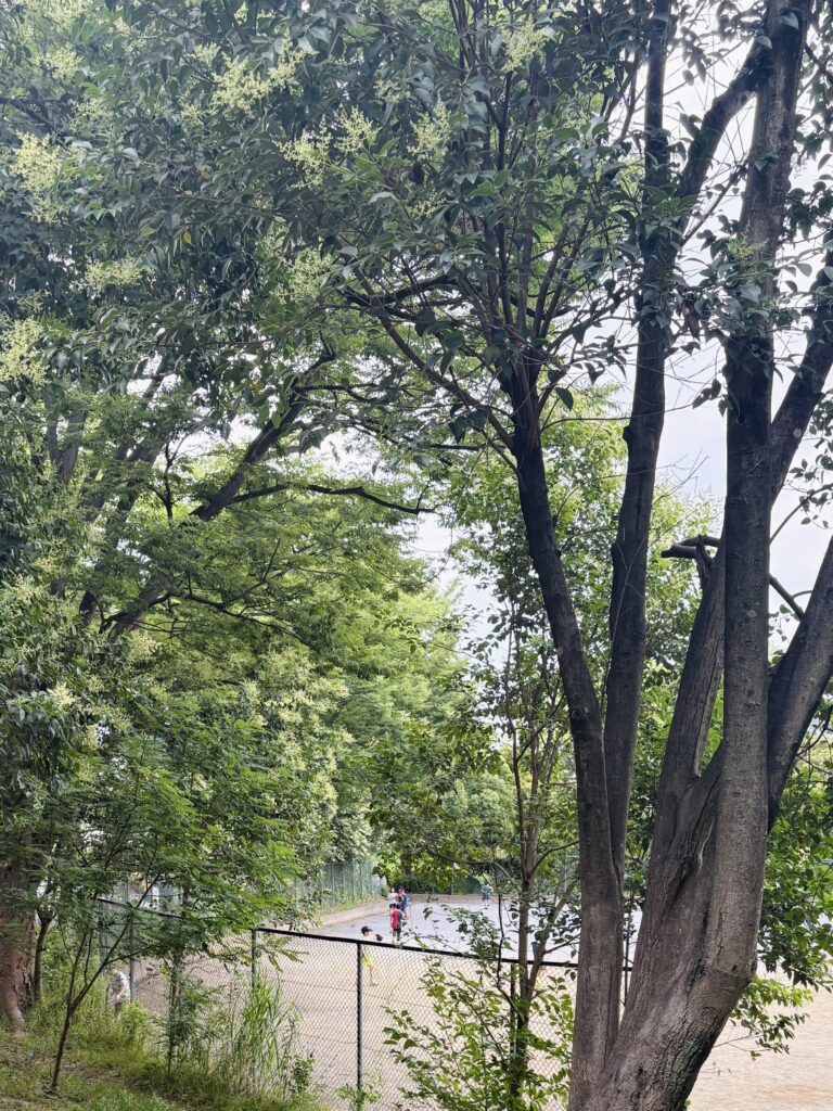 地域清掃
